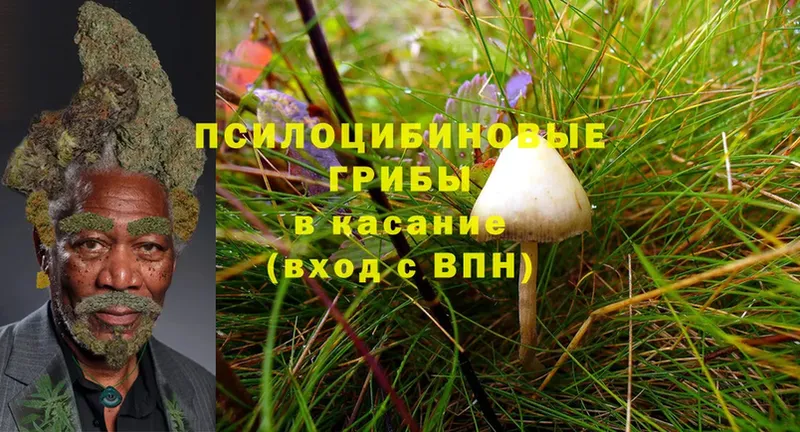 Псилоцибиновые грибы Cubensis  гидра вход  Дно 